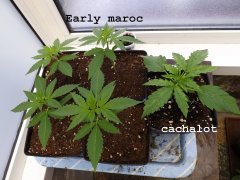 00 cro 21 maroc cachalot.JPG