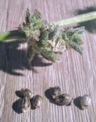 Quality street banane et seeds.jpg