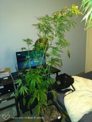 Amnesia kush f+19 (4).jpg