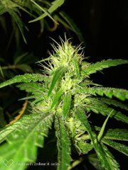 Amnesia kush f+19 (5).jpg