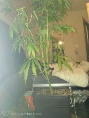 Amnesia kush f+19.jpg