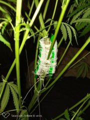 Amnesia strawberry F+19 (2).jpg