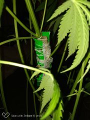 Amnesia strawberry f+19 (3).jpg