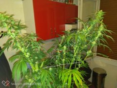 Amnesia strawberry f+19 (4).jpg