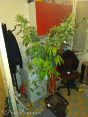 Amnesia strawberry f+19 (5).jpg