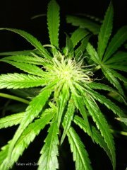 Amnesia strawberry f+19 (6).jpg