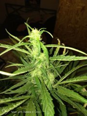 Crystal candy f+19 (5).jpg
