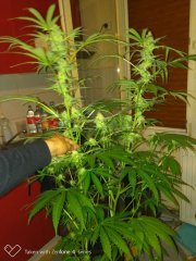 Sweet Skunk F+19 (4).jpg