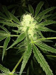 Sweet skunk f+19 (5).jpg