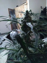 Sweet skunk f+19 (6).jpg