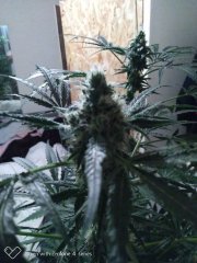 Sweet skunk f+19 (7).jpg