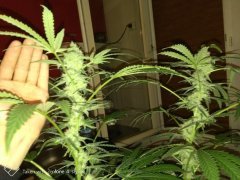 Sweet skunk F+19.jpg