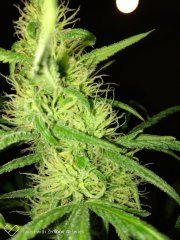 Vanilla kush f+19 (2).jpg