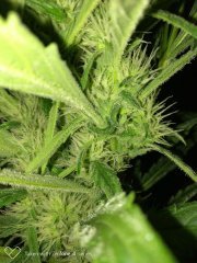 Vanilla kush f+19 (3).jpg