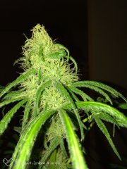 Vanilla kush f+19.jpg