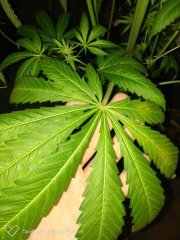 Zombie kush f+19 (2).jpg