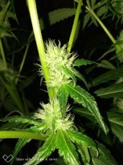 zombie kush F+19 (3).jpg
