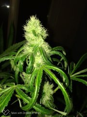 Zombie kush f+19.jpg