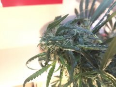 Amnesia kush f+30 (2).JPG