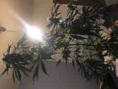 Amnesia kush f+30 (3).JPG