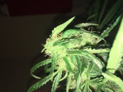 Amnesia kush f+30.JPG