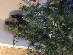 Amnesia Strawberry F+30 (2).JPG