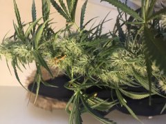 Amnesia Strawberry F+30 (3).JPG