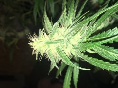 Amnesia Strawberry F+30 (4).JPG
