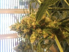 Sweet skunk F+30 (2).JPG