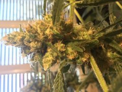 Sweet skunk F+30 (3).JPG
