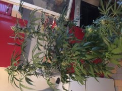Sweet skunk F+30.JPG
