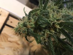 Vanilla kush f+30 (2).JPG