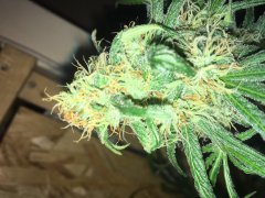 Vanilla kush f+30 (3).JPG