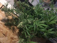 Vanilla kush f+30.JPG