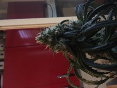 Zombie kush f+30 (2).JPG