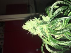 Zombie kush f+30 (3).JPG