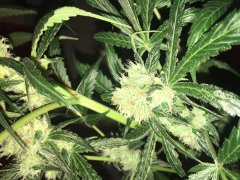 Zombie kush f+30 (4).JPG