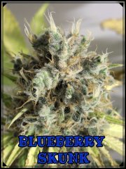 Blueberry.jpeg