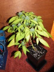 Bouture Sourblueberry 2L 12/12+35