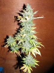 Purple Bud 6L 12/12+ 64