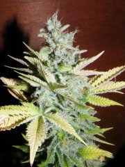 Purple Bud