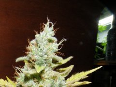 Purple Bud