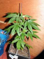 Bouture Purple Bud passage en 12/12