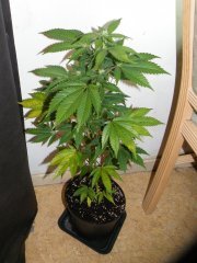 #3 (skunk#1) 12/12 + 19
