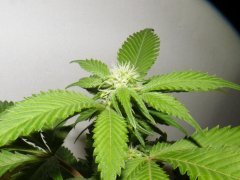 #3 (skunk#1) 12/12 + 19