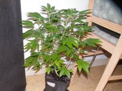 #3 (skunk#1) 12/12 + 21