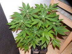 #3 (skunk#1) 12/12 + 21