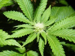 #3 (skunk#1) 12/12 + 21