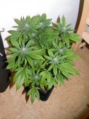 Sour Blueberry 1 12/12 + 25