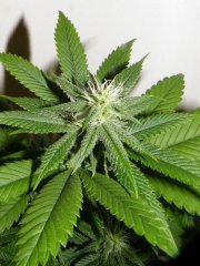Sour Blueberry 1 12/12 + 25